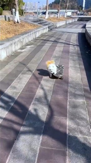 “Adorable Dog Riding a Skateboard | Cute Pet Adventure in the Park!”