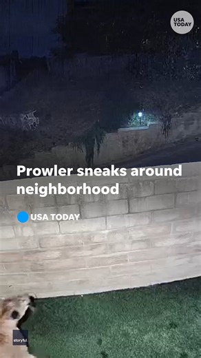 That's no house cat! Home surveillance captures a different kind of nighttime prowler. | USA TODAY