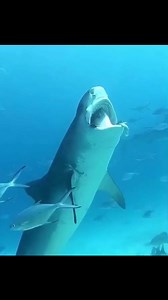 Tiger sharks have a larger mouth with jaws that are squarish in shape rather than round. Their jaw cartilage meets at a perfect angle giving the shark its distinctive feature. Unlike other shark species that uses their lower jaw to grip & hold prey while. #underwaterphotography #shark #TigerShark #ocean #oceanlife #beaches #diving #sharklover #helpsavesharks #greatwhiteshark | Ida C. Goodman