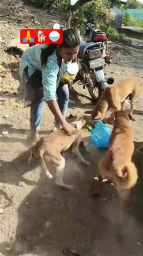 Cute Dog🐕 #shortvideo #puppy #doglover#love