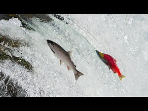 Meet the Salmon! Fun Facts for Kids