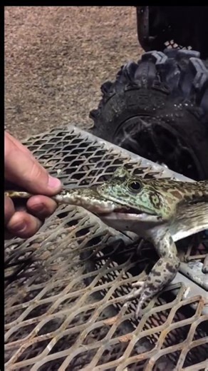 The Shocking Moment: SAVED! Pulling a Bullfrog out of Another Bullfrog 🐸 #Shorts