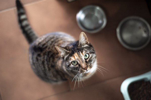 Company expands recall of cat food that could cause serious illness