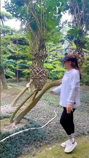 how to grow uniquely shaped trees #treeart #gardeningtips #plantshaping