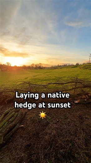 My latest wildlife project - laying an old native hedge