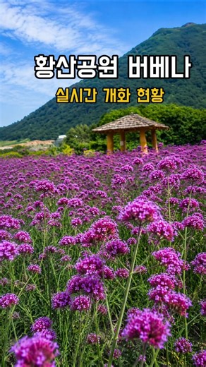 (2026/27촬영)양산 황산공원 버베나, 실시간 개화 현황#황산공원#travel #flowers #버베나 #버들마편초 #꽃명소 #꽃구경 #보라색꽃 #경남가볼만한곳 #여름꽃