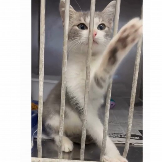 3.5K views · 33 reactions | There are so many kittens at the Fayette Alabama Animal Shelter. (635 McConnell Loop (on the road behind Wal-Mart)) | Fayette Friends of the Animal Shelter | Facebook