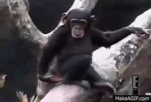 Monkey Smells Finger, Falls out of Tree on Make a GIF