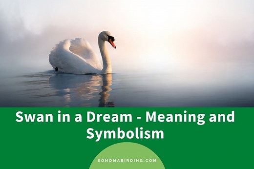 Swan in Dream: 20  Scenarios and their Meanings - Sonoma Birding