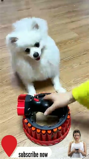 These CATS are too FUNNY! 🤣 | New Cat Videos 2026 [cat4]