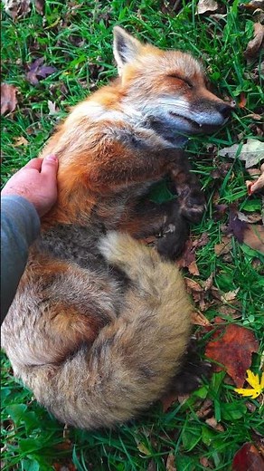Finnegan fox snoring ASMR