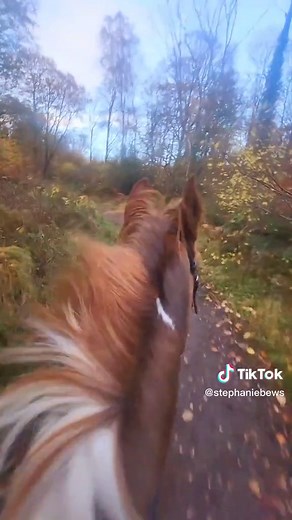 Stephanie Bews on TikTok