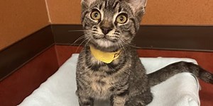 Pet of the Week: Zippy