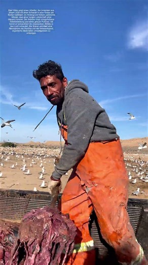 Innereien vergraben: Wie Landwirte Abfälle nachhaltig entsorgen