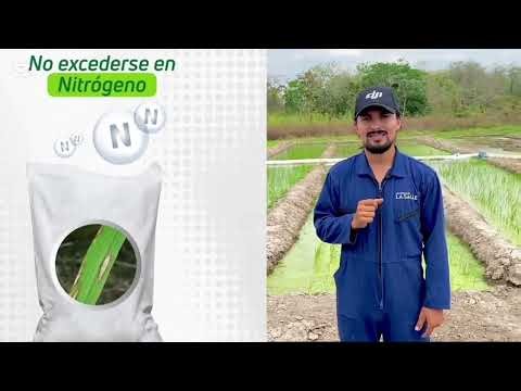 Pyricularia en Oryza sativa- Unisalle Utopía