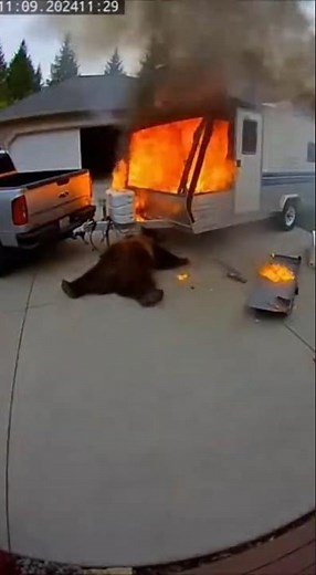 Bear vs. Explosion: He survived THIS?! 🤯🔥