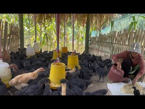 Linh Chi’s 100-Day Chicken Farm Journey… A Glimpse into Her Rural Life | Ly Linh Chi