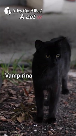 Feral Describes Behavior, Not A Cat