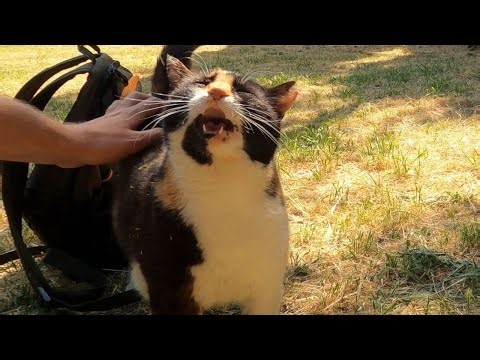 The Best Cat Back Scratch, Her Weird Reaction Still Hilarious After 1 YEAR!