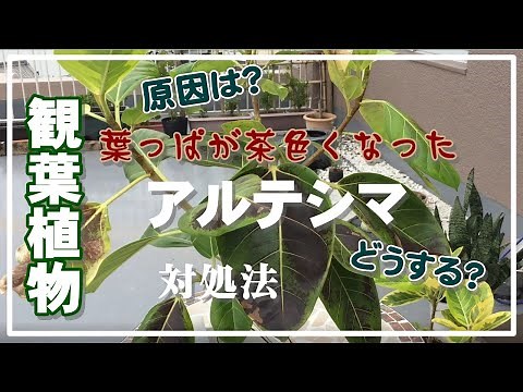 【観葉植物】突然葉っぱが茶色くなったフィカス・アルテシマ／原因は？／対処法は？