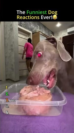 The Funniest Dog Reactions Ever! 😂 #funnydog #pets #viral