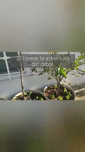 ¿Por qué debemos podar nuestros árboles frutales? 🌳