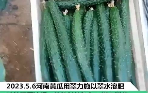 水溶肥-河南黄瓜用翠力施以翠水溶肥 生根剂 微生物菌剂，叶片肥厚油绿，整体长势均匀，增产增收