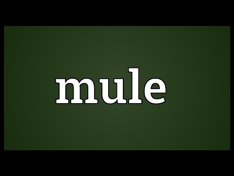 Mule Meaning