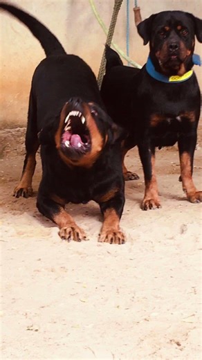 BIGGEST ROTTWEILER #dogshorts #rottweiler #fypシ #pets #trending #viralvideo #foryou #rottweilerdog