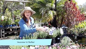 Lavender in the Subtropics