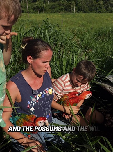 Baby macaws lost there nest #offgridliving #junglelife #homesteading | macawis