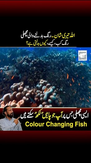 رنگ بدلنے والی مچھلی ۔۔ #squidfish #explainthis #urdu #hindi | Explain This