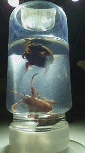 15K views · 328 reactions | Un escarabajo buceador de la familia Dytiscidae del orden Coleoptera | Biología | Facebook