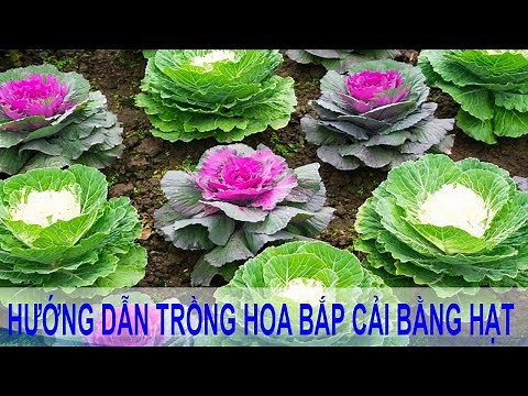 Học cách trồng bắp cải hoa hồng đẹp mê ly trang trí vườn nhà | Hạt giống bắp cải hoa hồng