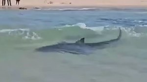 Last words of man dragged away by shark in Mediterranean Sea before body was found