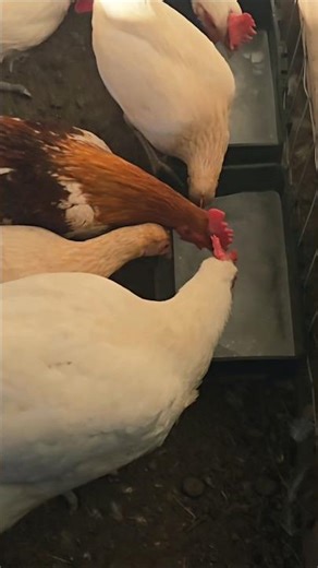 "The Hack Every Chicken Owner Needs" #winterchickenhack