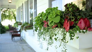Window Box Update! 💚🌿 | Garden Answer