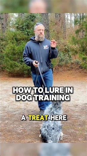 How to Lure Your Dog in Training #dogs