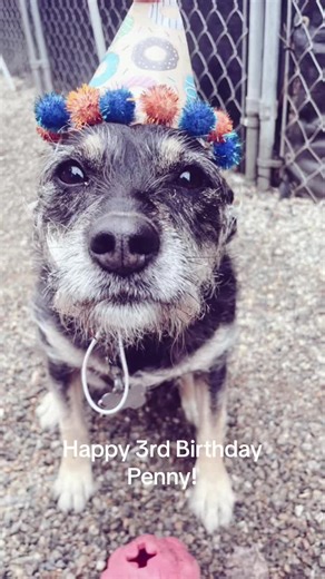 Happy 3rd Birthday Penny! All your friends st Paws in Motion love you!#pawsinmotiondoggiedaycare