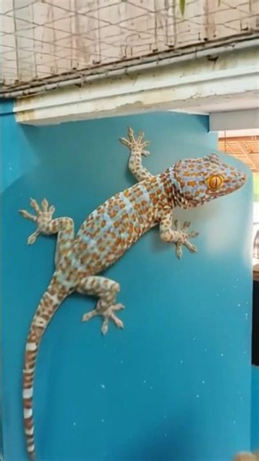 Tokay Sound on The Blue Wall of The Abandon House #shorts #lizards #geckos