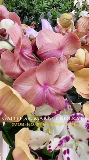 Galiff Street Cheapest & Biggest Plant Market, MOB : 8981402602 | #shorts #shortsfeeds #shortsviral