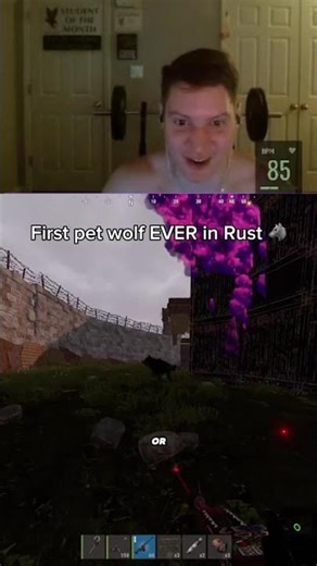 First ever pet wolf in Rust! 🐺 #rust #rustpets #rustpet #rustplayer #rustconsole
