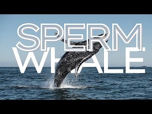 The Fascinating World of Sperm Whales