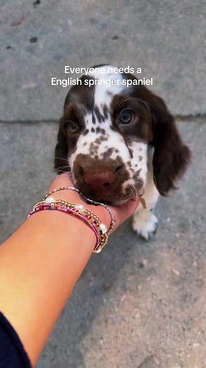 Why Everyone Needs an English Springer Spaniel