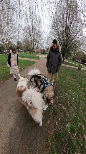 Viola made a new friend!! #fyp #husky #malamute #viral #fypp | Husky