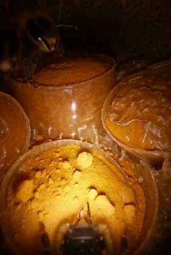 Inside a Bumblebee Nest | Micro Camera on a Buff-Tailed Bumblebee