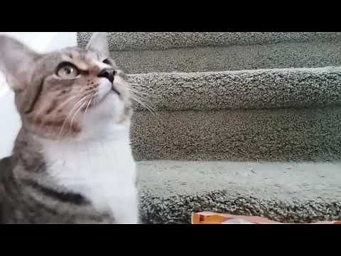 How to teach your cat to do a hand stand