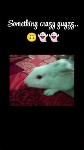 #funnymemes #rabbit #laughing