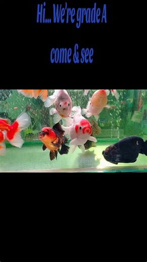 Explore the Fancy Fish for Your Aquarium