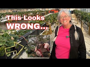 Your Strawberry Plants Need This Before Winter Hits (Especially in Hydroponics)